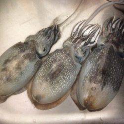 コウイカゲット