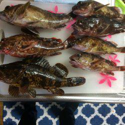 近場で根魚狩り