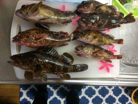 近場で根魚狩り