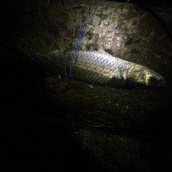 シーバス不発からのキビレ。