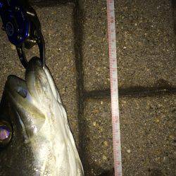 朝マズメ狙いで❗️