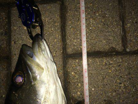 朝マズメ狙いで❗️