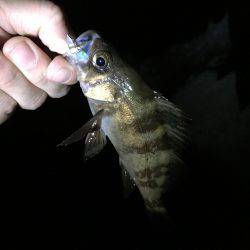 今日もメバメバ