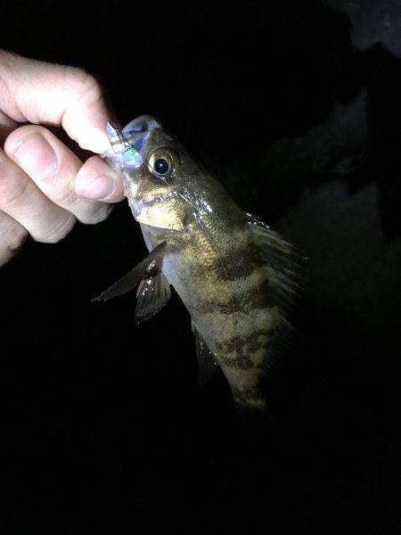 今日もメバメバ