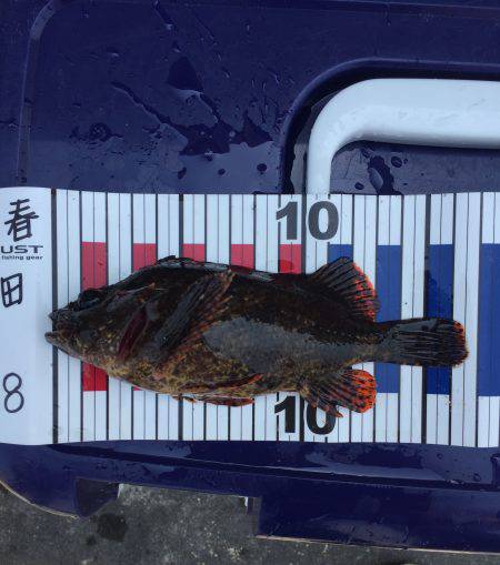 短時間で根魚など
