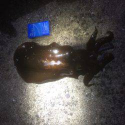 春アオリイカ！