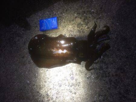 春アオリイカ！