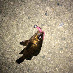 マイクロワインド＆メバリング