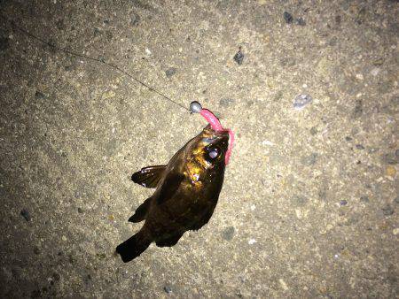 マイクロワインド＆メバリング