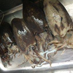 バサーの春イカ釣行