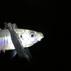 暗闇アジング‥爆