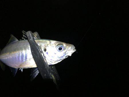 暗闇アジング‥爆