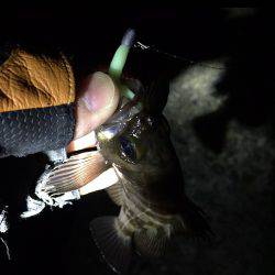 南淡路メバル♪