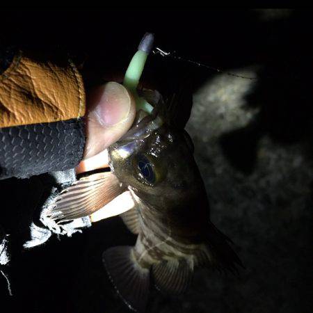 南淡路メバル♪