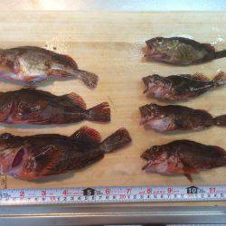 アジングの予定が。