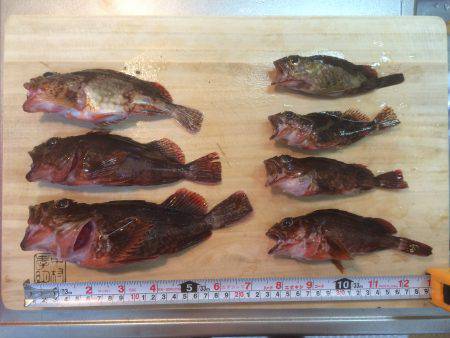 アジングの予定が。