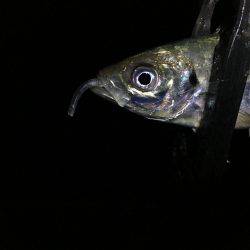 ＲoundＴripトーナメント下見アジング