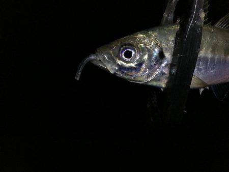 ＲoundＴripトーナメント下見アジング