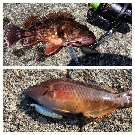 サメのサイトフィッシング。強烈な引きは楽しめました。