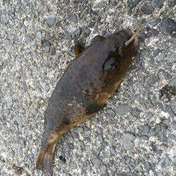 キスの天ぷらのつもりが