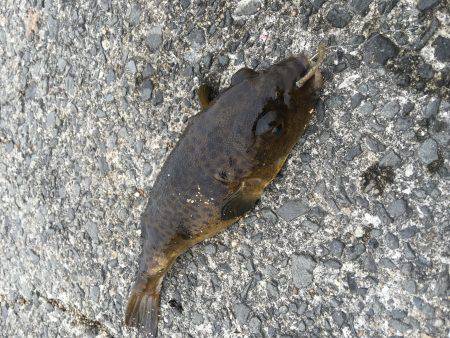 キスの天ぷらのつもりが