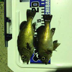 昨日のようには