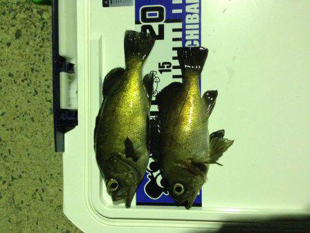 昨日のようには