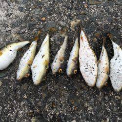 エビ撒きもエサ取り半端ないっす