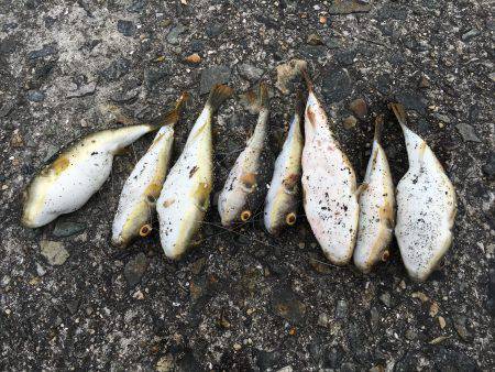 エビ撒きもエサ取り半端ないっす