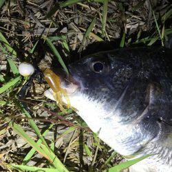 キビレにシーバス♪