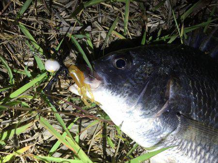 キビレにシーバス♪