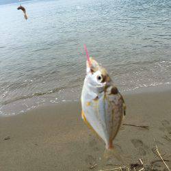 ちょい投げでキス