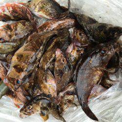 ロックフィッシュ