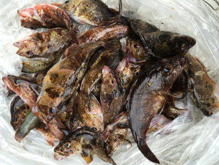 ロックフィッシュ