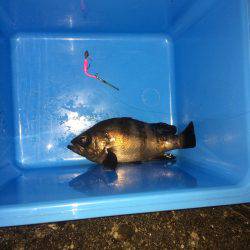 釣れたけど折れた