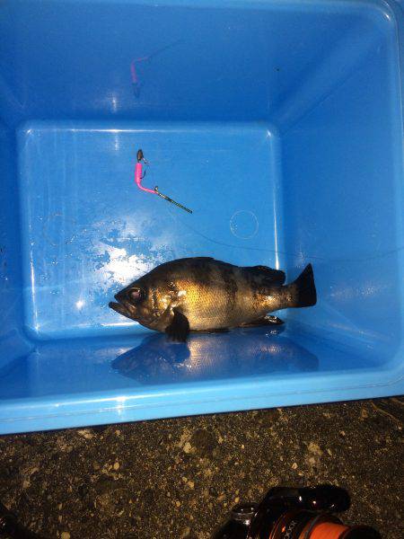 釣れたけど折れた