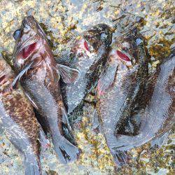 ハマるソイング