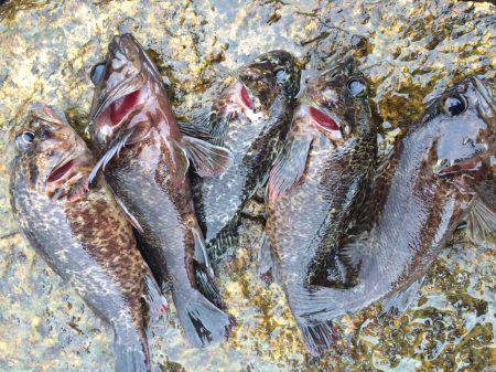 ハマるソイング