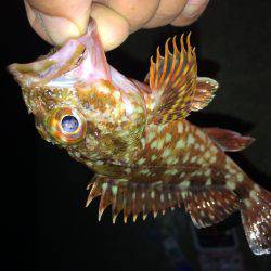 オンスの大会で