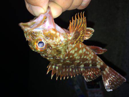 オンスの大会で