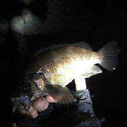 アジ狙いのメバル〜