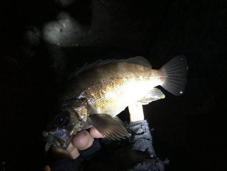 アジ狙いのメバル〜