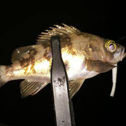 ライトゲームで何が釣れる？