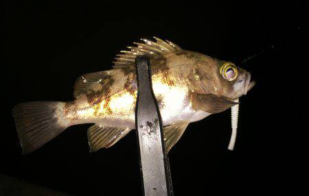 ライトゲームで何が釣れる？