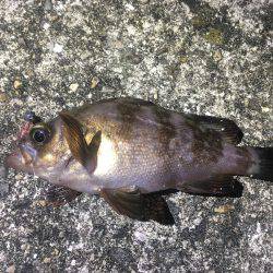 僕にも釣れました!