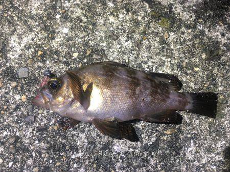 僕にも釣れました!