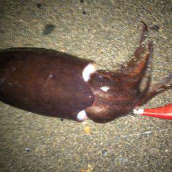 アオリざんねん