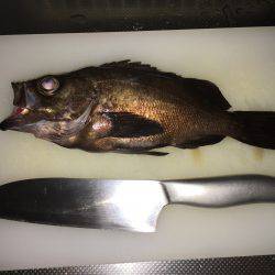 デカメバル狙い☆