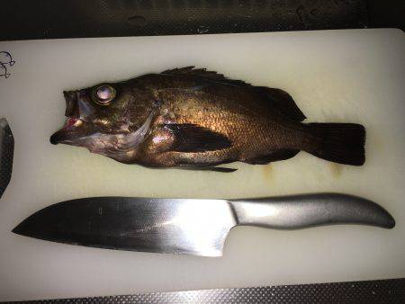 デカメバル狙い☆