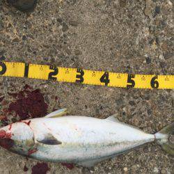 泉南青物ゲーム